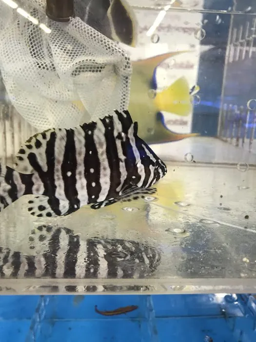 Harry's Marine Life Picture 7