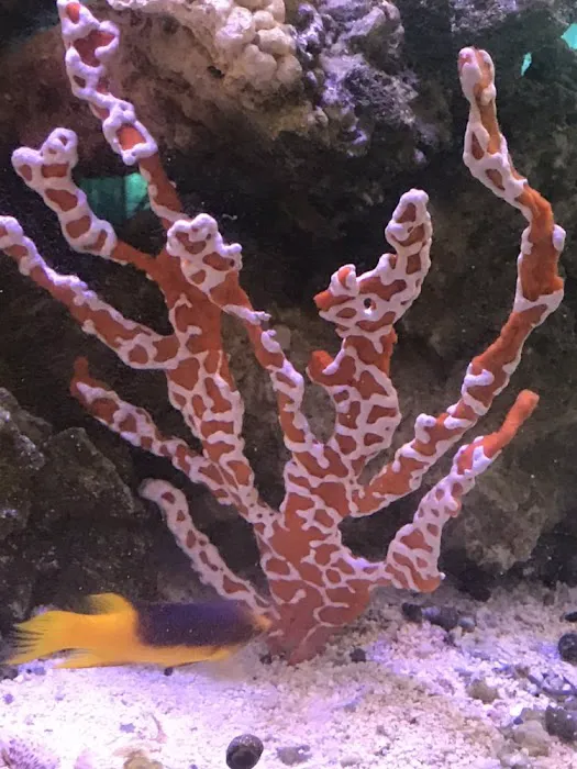 Harry's Marine Life Picture 8