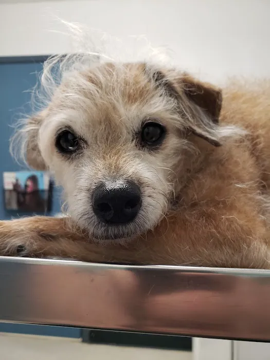 Lovet Pet Health Care - Bell Ridge Picture 3