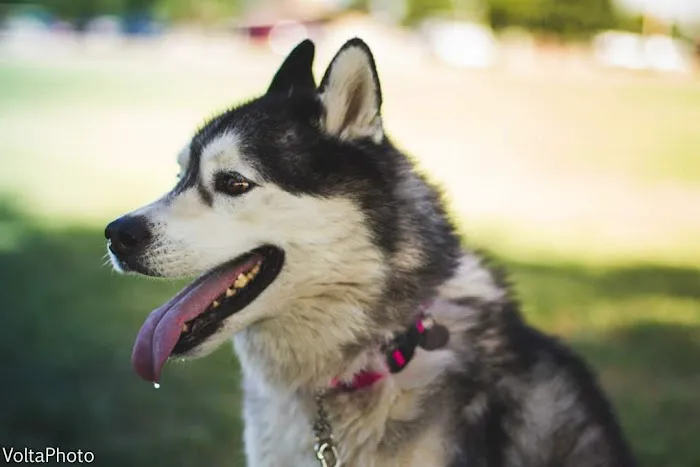 Lovet Pet Health Care - Bell Ridge Picture 2