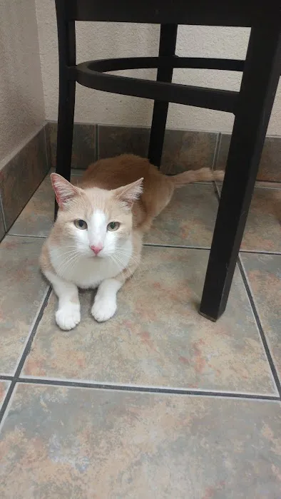 Lovet Pet Health Care - Bell Ridge Picture 1