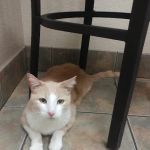 Lovet Pet Health Care - Bell Ridge