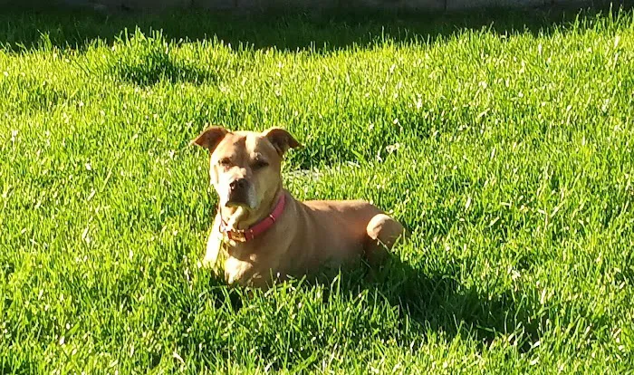 Lovet Pet Health Care - Bell Ridge Picture 4