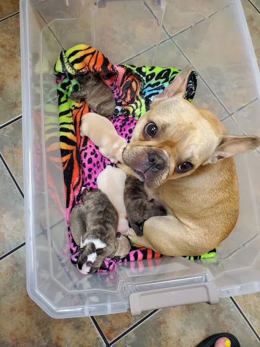 Lovet Pet Health Care - Bell Ridge Picture 9