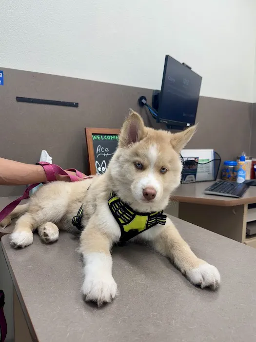 Lovet Pet Health Care - Bell Ridge Picture 7