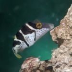 Blue Zoo Aquatics