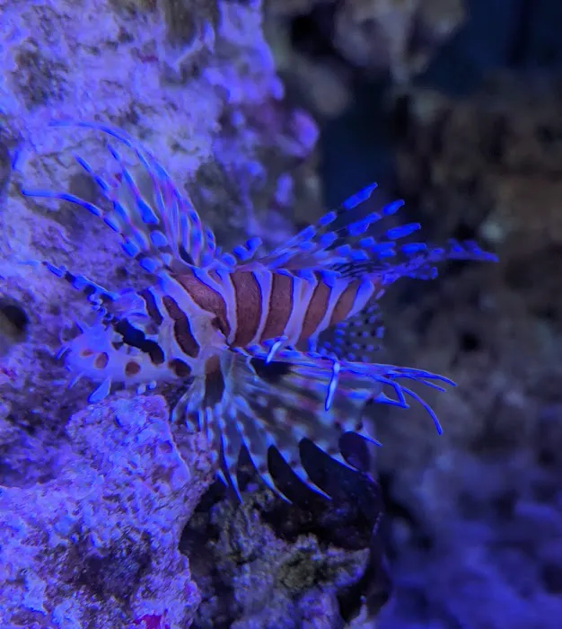 Blue Zoo Aquatics Picture 2