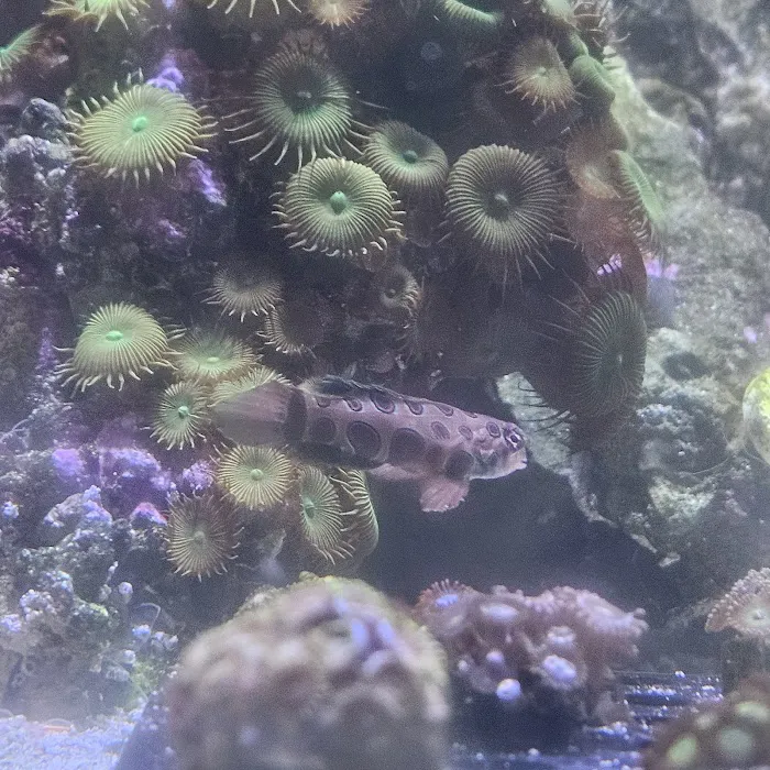 Blue Zoo Aquatics Picture 3