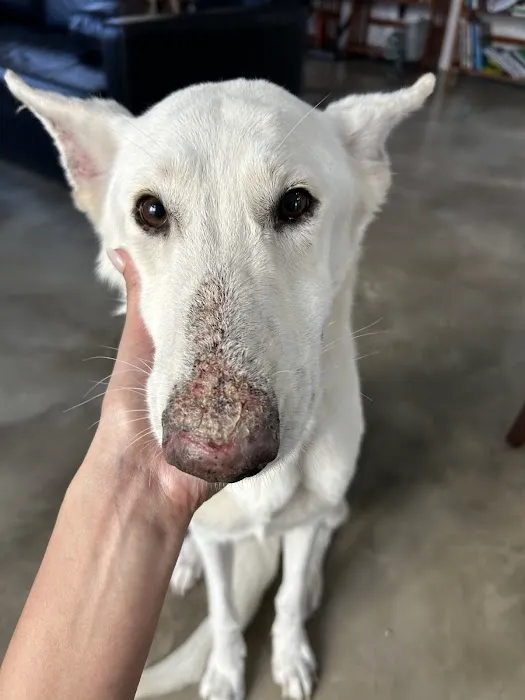 Dermatology for Animals Goodyear Picture 1