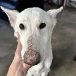 Dermatology for Animals Goodyear