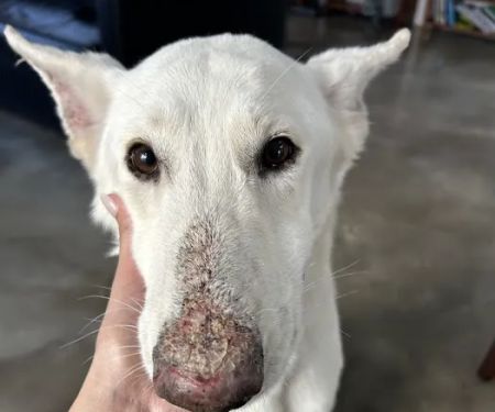 Dermatology for Animals Goodyear