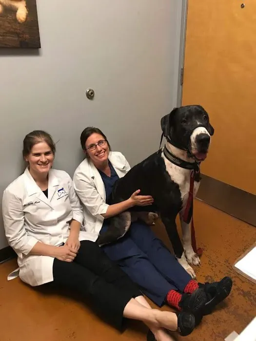 Dermatology for Animals Goodyear Picture 4