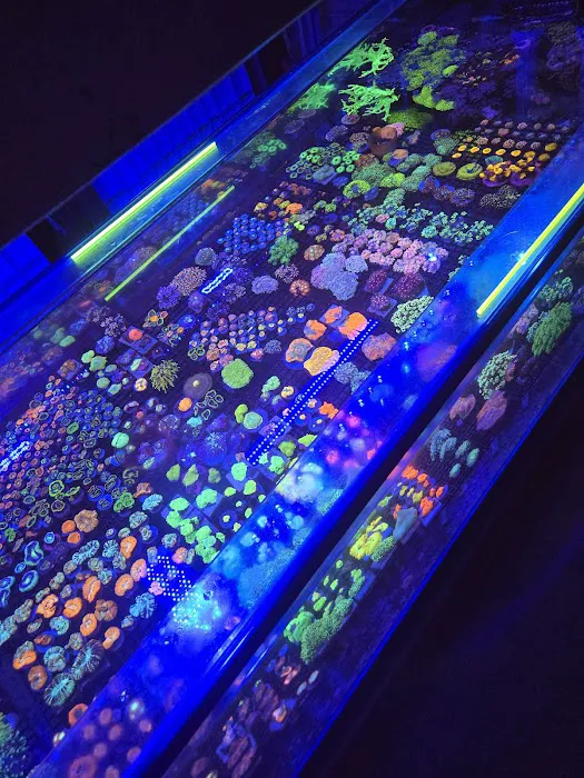 OMG Jesus Coral Picture 3