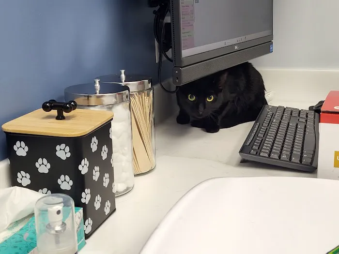 Livewell Animal Urgent Care of Goodyear Picture 2