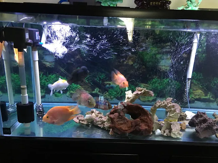 Lotus Aquarium Picture 1