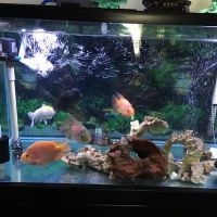 Lotus Aquarium ico