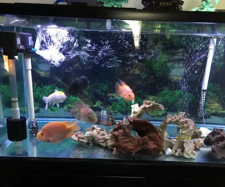 Lotus Aquarium
