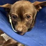 Veterinary Emergency Group