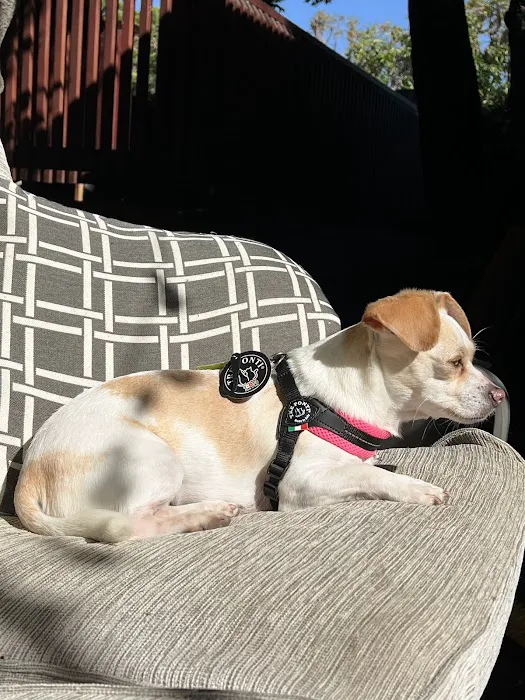 Bruno's Dog & Cat Boutique Picture 1