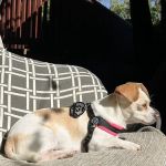 Bruno's Dog & Cat Boutique