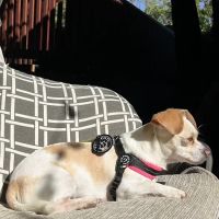 Bruno's Dog & Cat Boutique ico