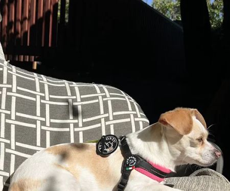 Bruno's Dog & Cat Boutique