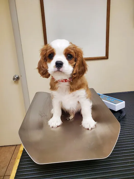 Kennel Care Veterinary Hospital Picture 1