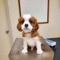 Kennel Care Veterinary Hospital ico