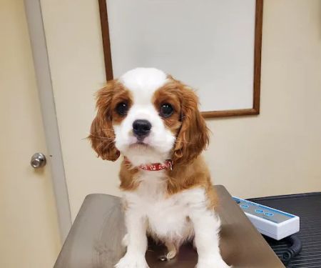 Kennel Care Veterinary Hospital