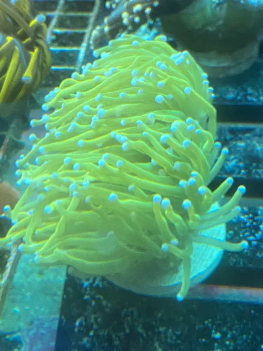 562 Corals Picture 3