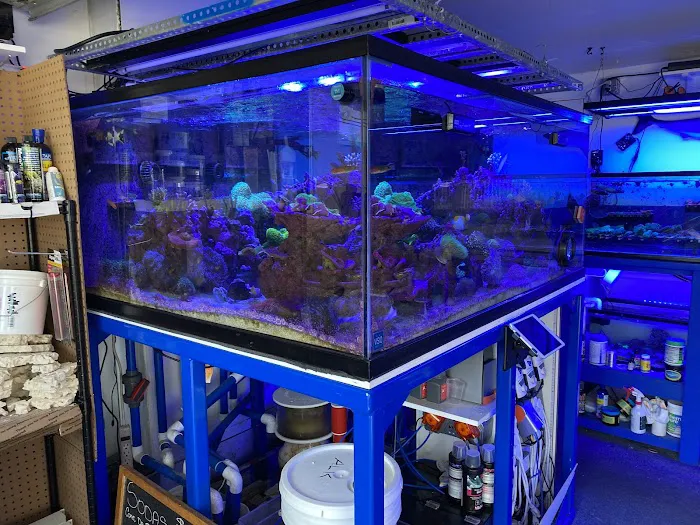 562 Corals Picture 4