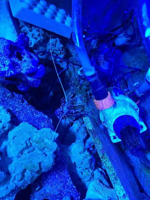 562 Corals Picture 5