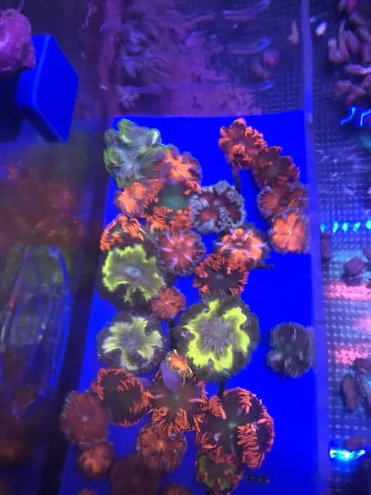 562 Corals Picture 8