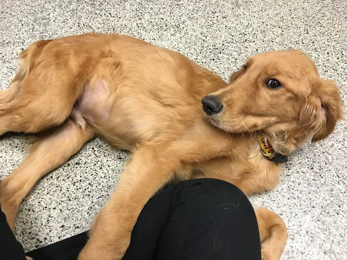 Family VetCare of Chandler Picture 5
