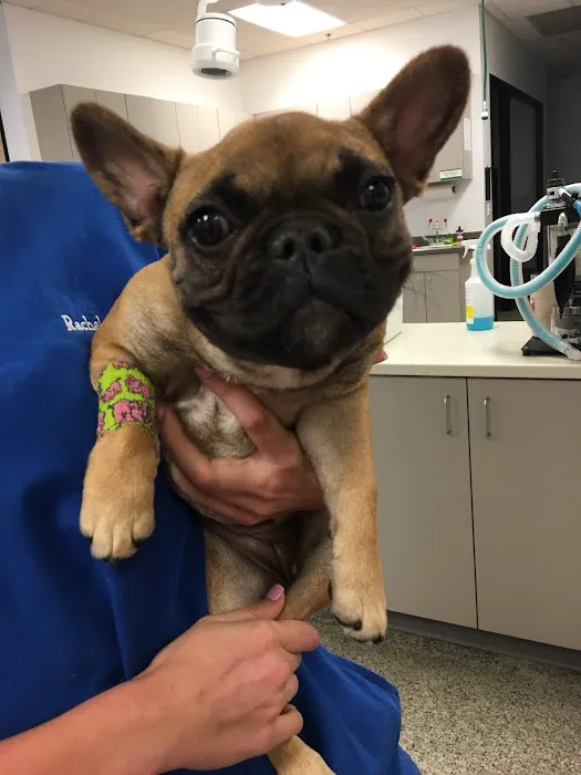 Family VetCare of Chandler Picture 4