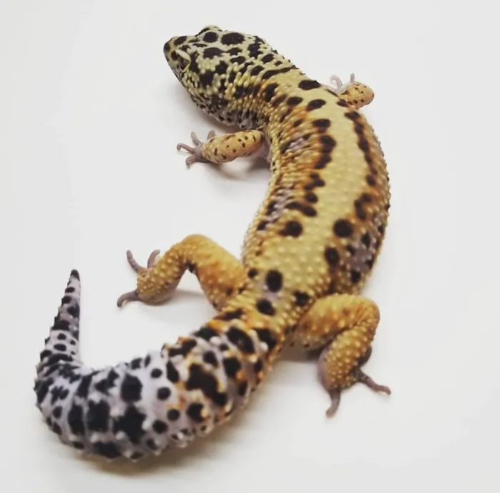 Paramount Reptiles Picture 4