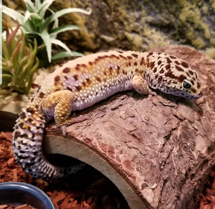 Paramount Reptiles Picture 8