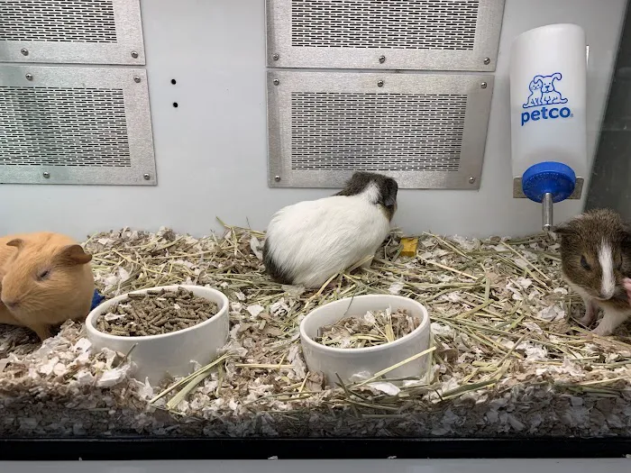 Petco Picture 8