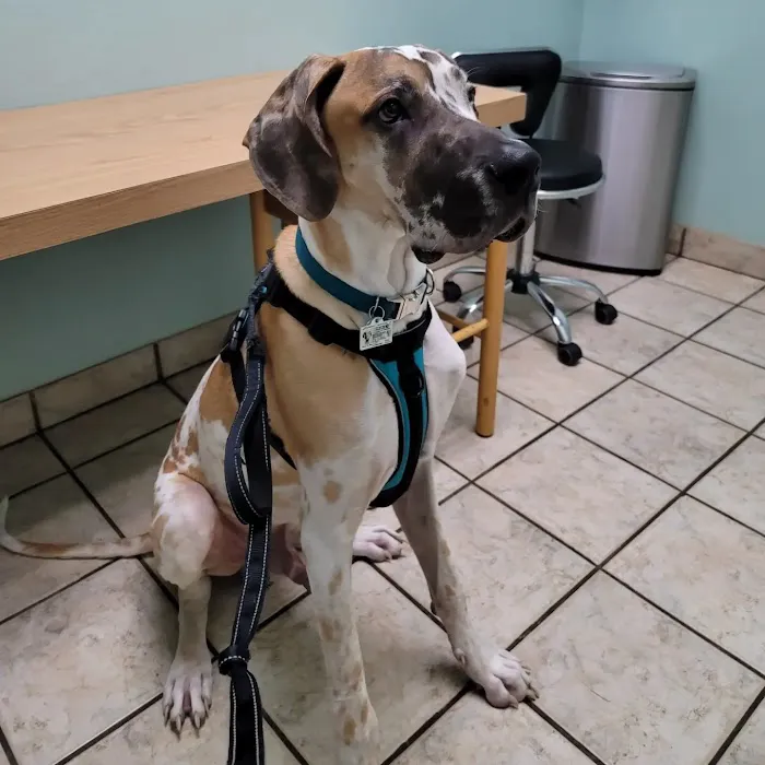Rural Animal Clinic a.k.a Dog & Cat Repair Picture 4