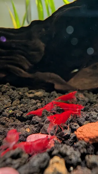 Billyboi Aquatics Picture 2