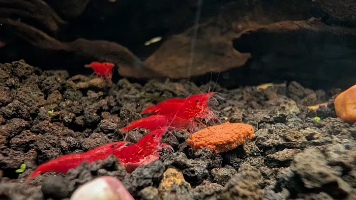 Billyboi Aquatics Picture 1