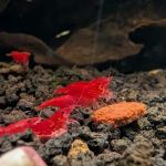 Billyboi Aquatics