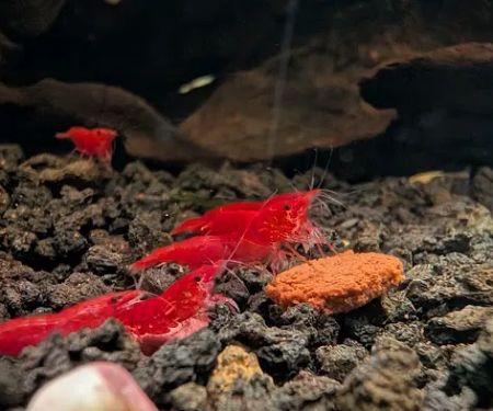 Billyboi Aquatics