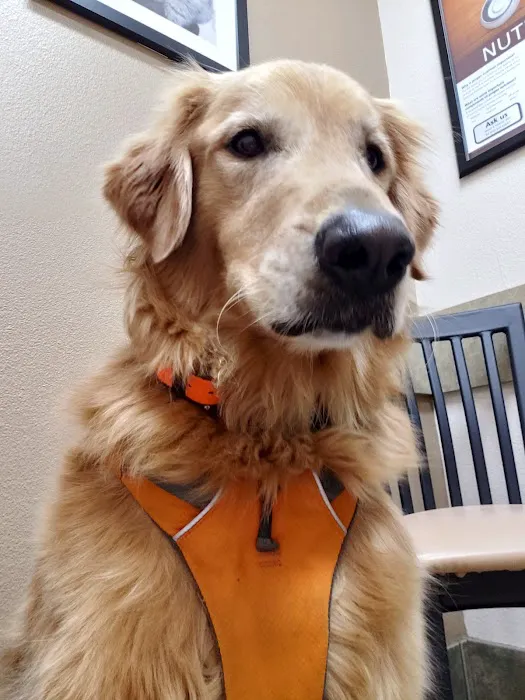 Lovet Pet Health Care - Goodyear Picture 1