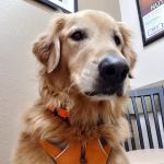 Lovet Pet Health Care - Goodyear