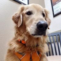 Lovet Pet Health Care - Goodyear ico