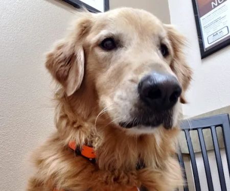 Lovet Pet Health Care - Goodyear
