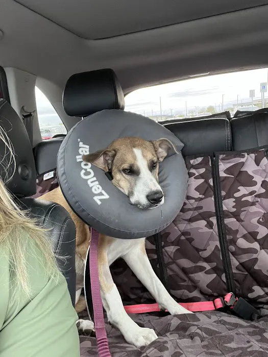 Lovet Pet Health Care - Goodyear Picture 5
