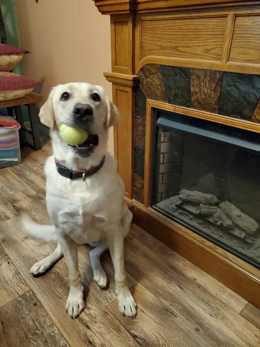 Lovet Pet Health Care - Goodyear Picture 7