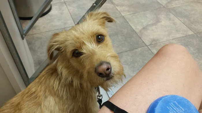 Lovet Pet Health Care - Goodyear Picture 8
